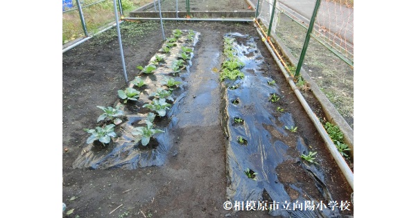 UNHCR　向陽小学校　難民支援